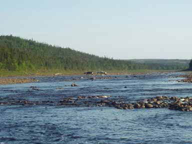 Newfoundland caribou