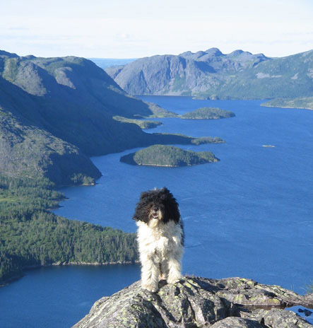 newfoundland tourism